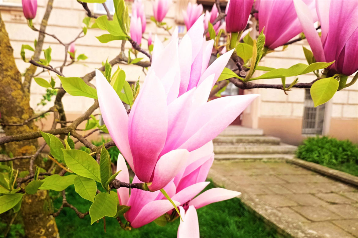 Magnolie w Szczecinie