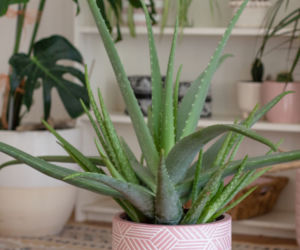 Aloes