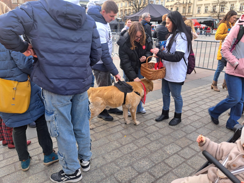 33. Finał WOŚP z grupą krakowskich Golden Retrieverów