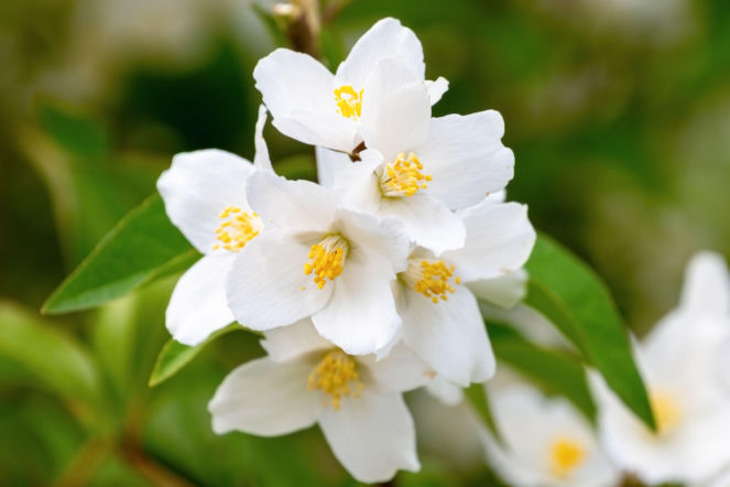 Jaśminowiec omszony