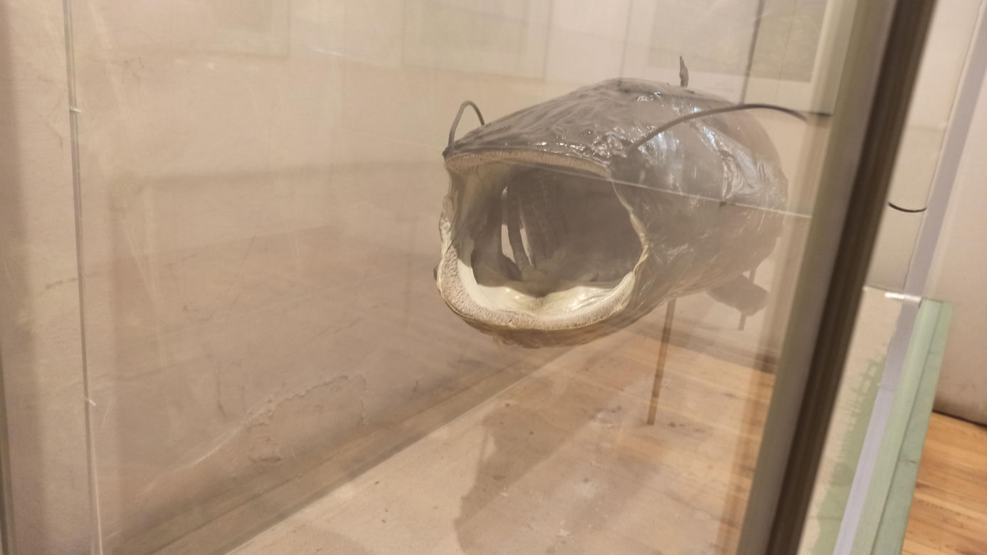 Muzeum Przyrody w Olsztynie. Poznajcie faunę oraz florę Warmii i Mazur