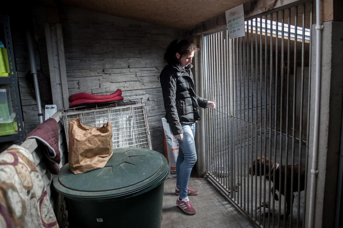 Mieszkańcy Krakowa chętnie adoptują psy w czasie koronawirusa