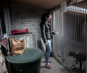 Mieszkańcy Krakowa chętnie adoptują psy w czasie koronawirusa