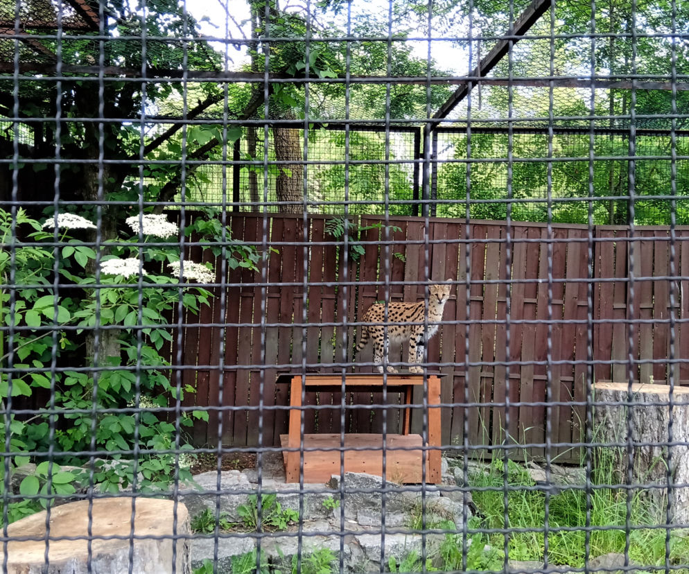 Śląski Ogród Zoologiczny ma nowego lokatora! To 14-miesięczna samica Serwala [ZDJĘCIA, AUDIO]