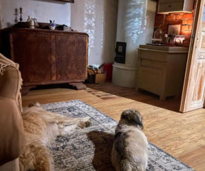 Metamorfoza Domu pod królikiem