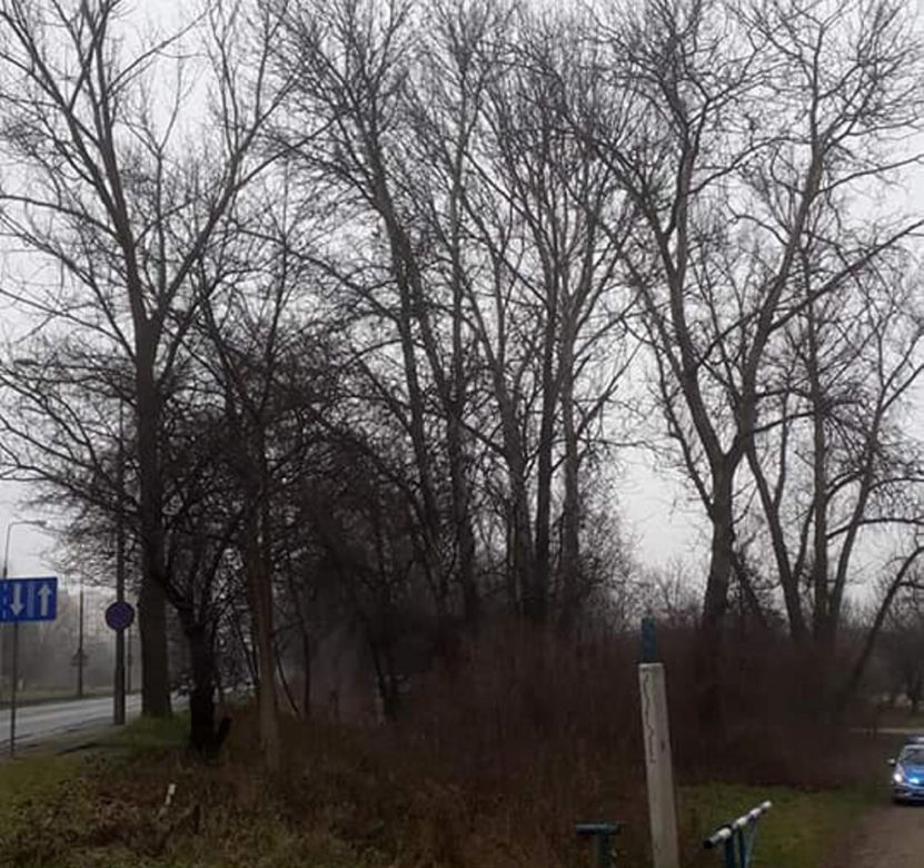 Protest przeciwko wycince drzew