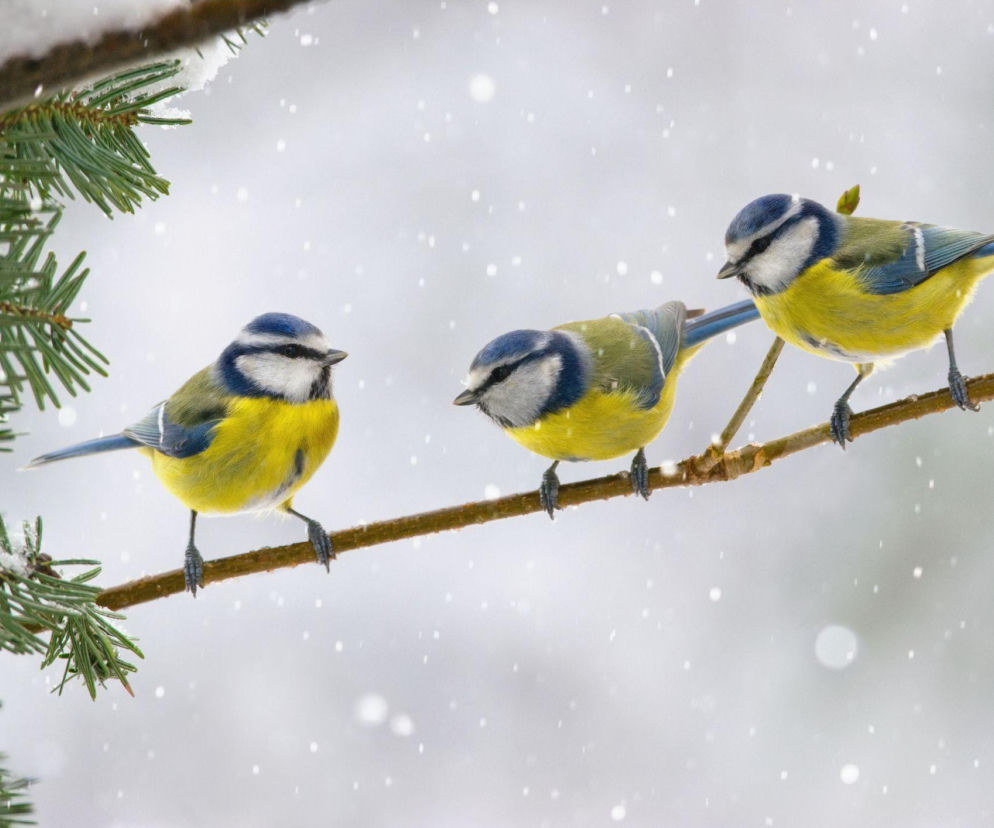 Co zrobić, by ptaki chętnie odwiedzały nasz ogród?