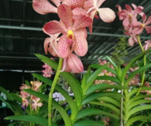 Storczyk Vanda