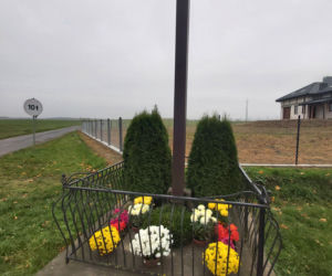 Wyjątkowo kolorowa jesień w Gminie Iława. Wszędzie chryzantemny!
