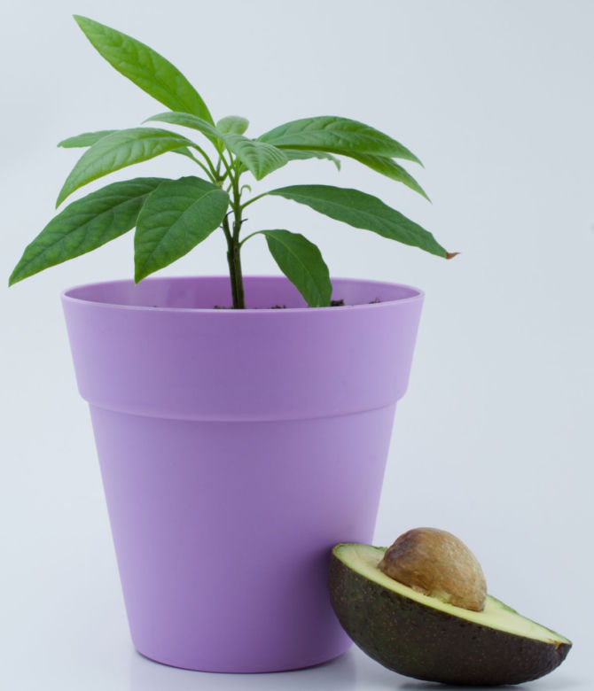 Awokado