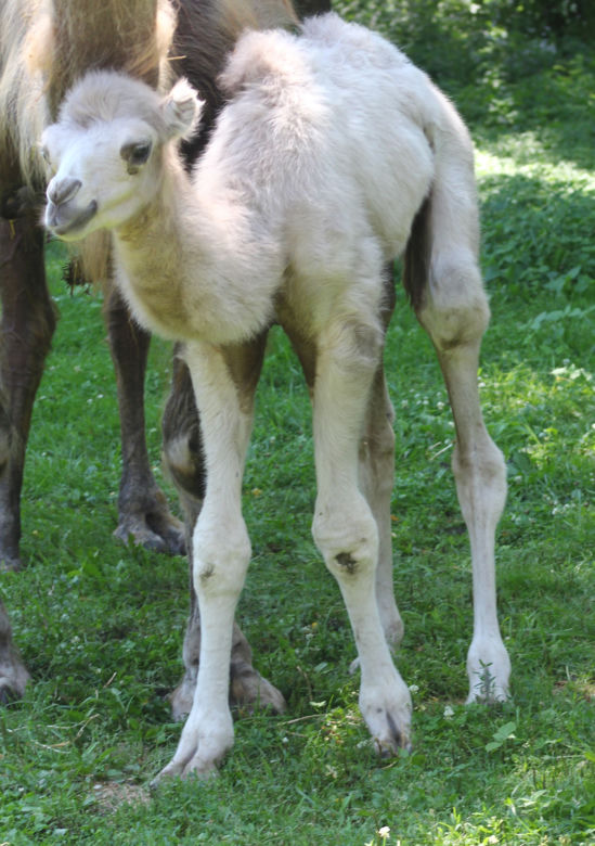 Wielbłąd Maniek zachwyci odwiedzających w warszawskim ZOO