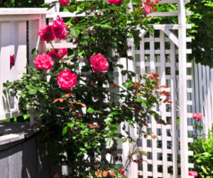 Pergola ogrodowa
