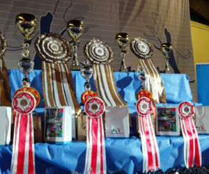 ​Psia elita w Lesznie. W hali Trapez odbyła się XXIV wystawa Champion of Champion's Show