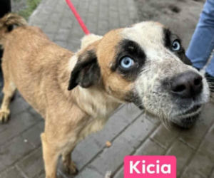 OTOZ Animals poszukuje domów dla psów