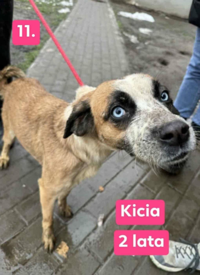 OTOZ Animals poszukuje domów dla psów