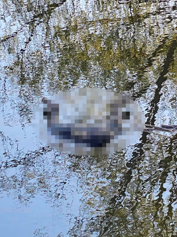 Ktoś w bestialski sposób zabił suczkę