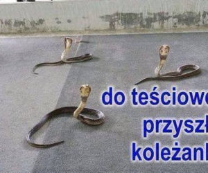Dzień Teściowej 2021: MEMY. Najlepsze, śmieszne żarty i obrazki o teściowych [ZDJĘCIA]