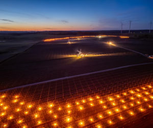 Przymrozki w winnicy - podgrzewanie winorośli