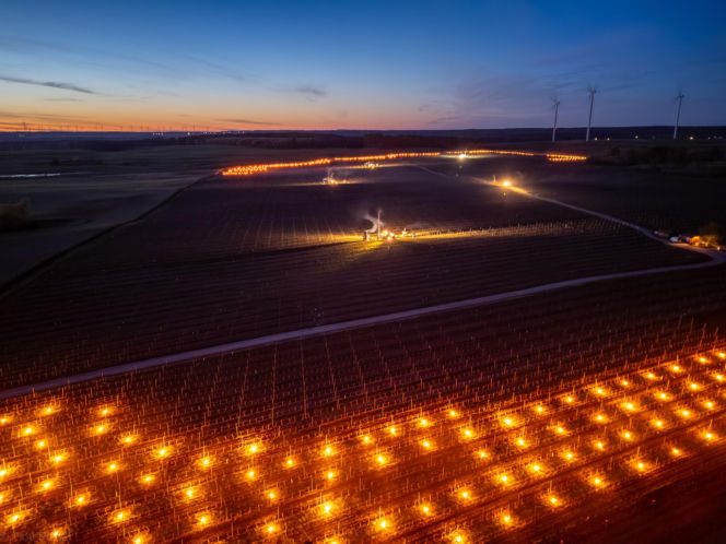 Przymrozki w winnicy - podgrzewanie winorośli