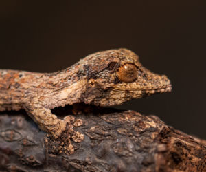 Nowi mieszkańcy wrocławskiego zoo