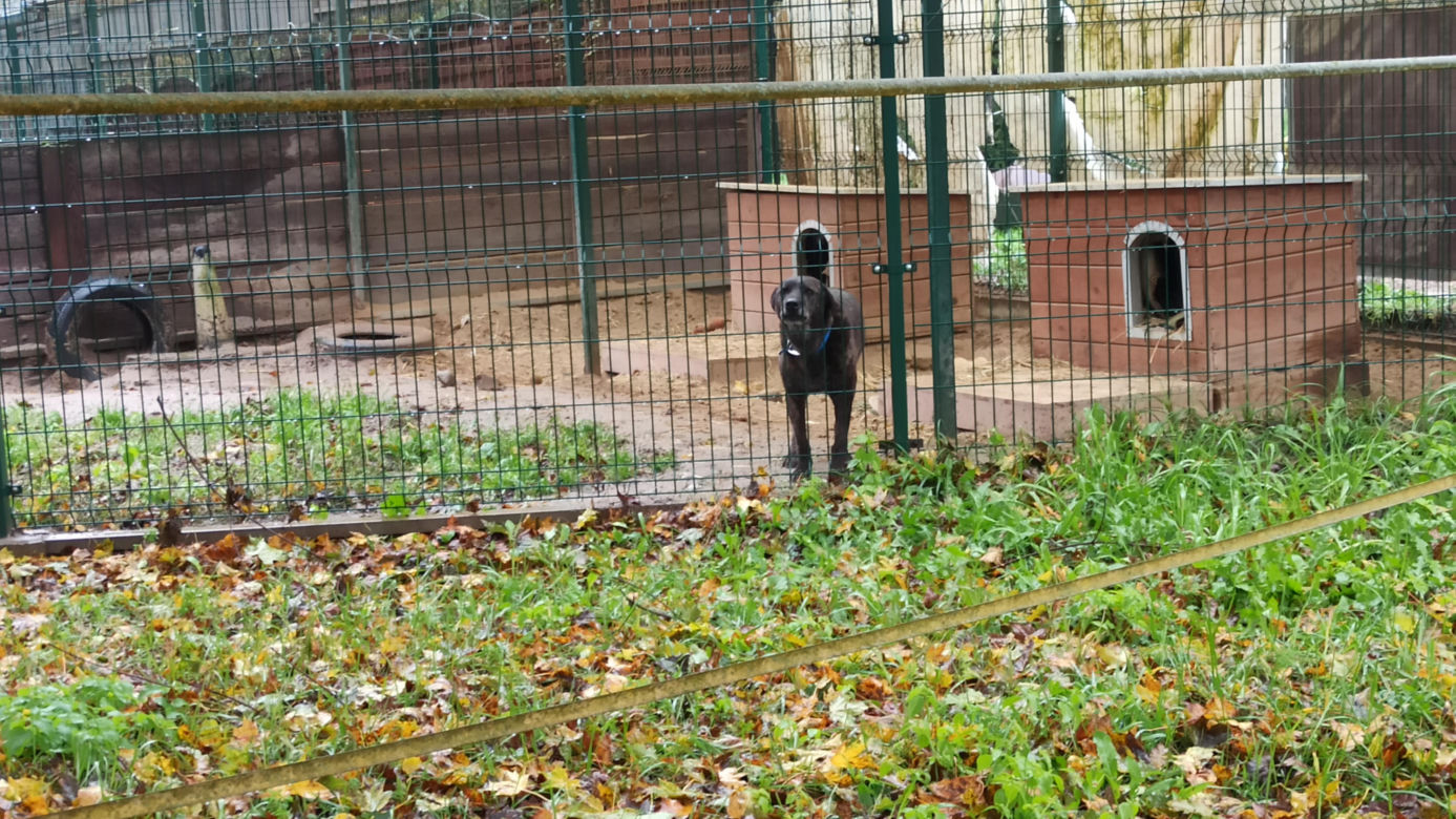 Schronisko dla Zwierząt w Olsztynie