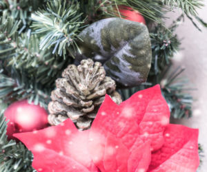 To nieodłączny symbol Bożego Narodzenia. Niewielu wie, że jest toksyczna