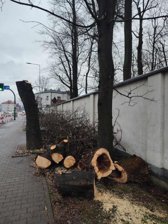 Nowa ścieżka rowerowa na al. 29 Listopada. Skończyło się rzezią drzew