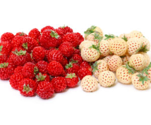 Pineberry