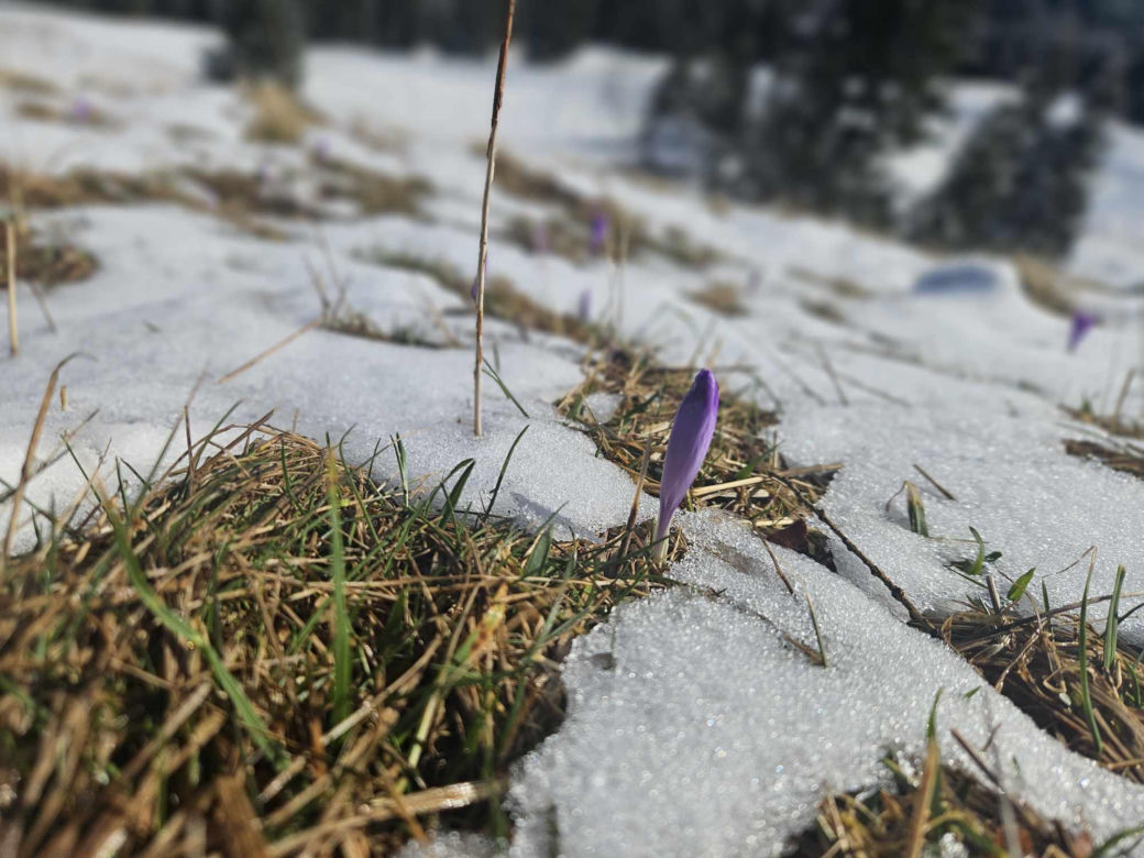 Krokusy w Kalatówkach