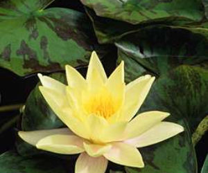 Lilia wodna 'Marliacea Chromatella'