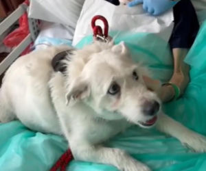 Legnica. Suczka Saba nie widziała właściciela przez 6 miesięcy. Odwiedziła go w szpitalu [ZDJĘCIA].