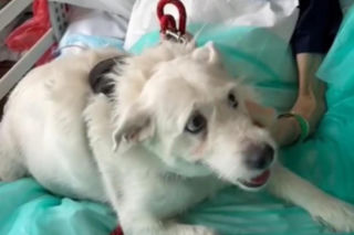 Legnica. Suczka Saba nie widziała właściciela przez 6 miesięcy. Odwiedziła go w szpitalu [ZDJĘCIA].