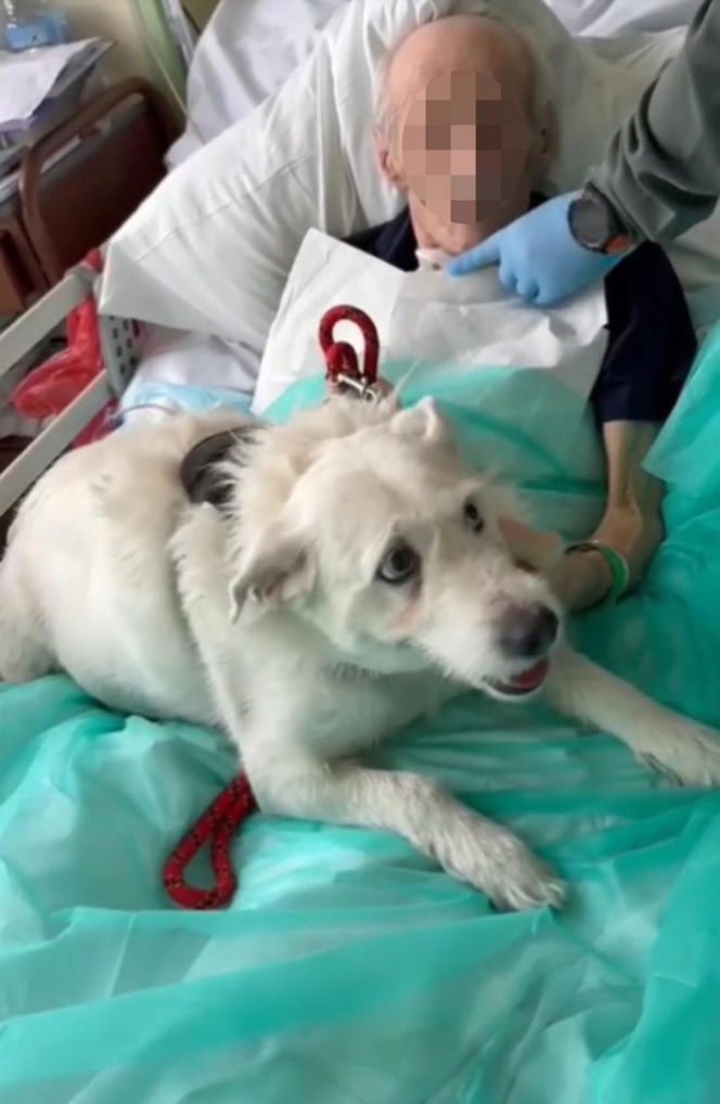 Legnica. Suczka Saba nie widziała właściciela przez 6 miesięcy. Odwiedziła go w szpitalu [ZDJĘCIA].