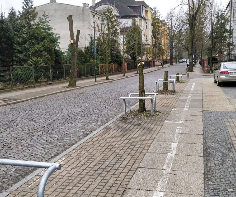 Wycinka drzew na Piasiece w Opolu