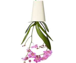 sky-planter-storczyk