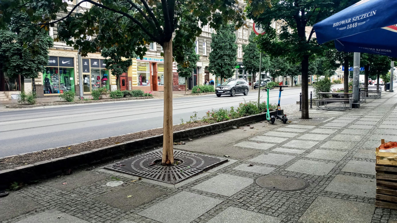 Ktoś celowo okalecza drzewa w centrum Szczecina