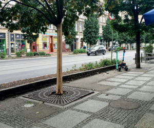 Ktoś celowo okalecza drzewa w centrum Szczecina