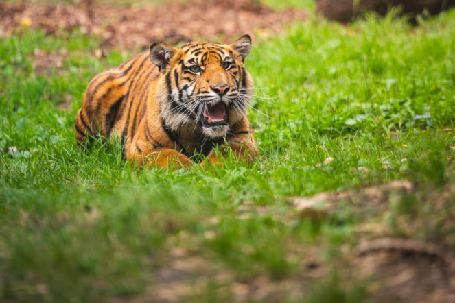 ZOO Wrocław