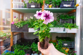 Jakimi roślinami obsadzić balkon i taras? Nie przepłacaj za sadzonki - ceny marzec 2026