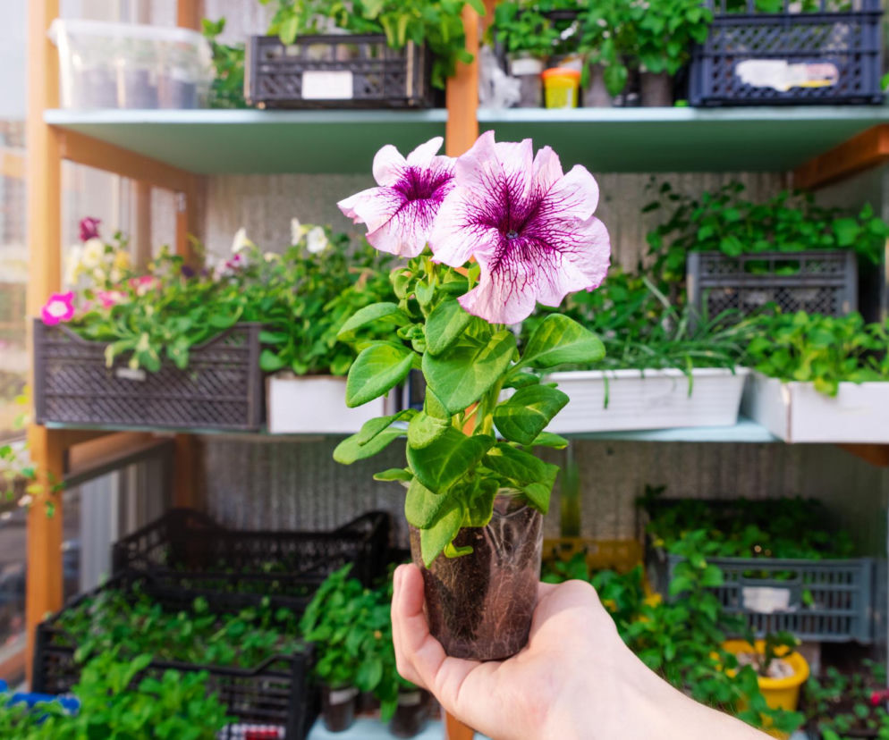 Jakimi roślinami obsadzić balkon i taras? Nie przepłacaj za sadzonki - ceny marzec 2026