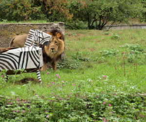 Rozrywka dla lwów z łódzkiego zoo