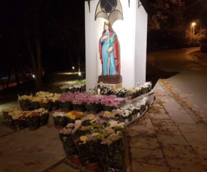 Chryzantemy ozdobiły Starachowice