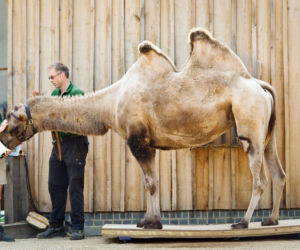 Zoo w Londynie, zwierzęta