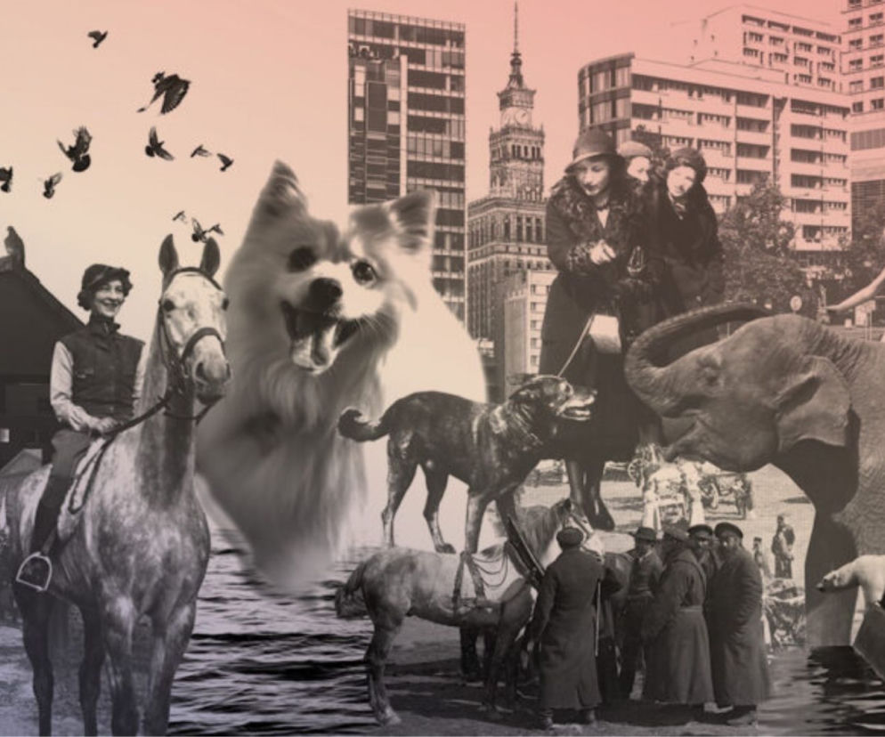 Historia Warszawy to nie tylko historia ludzi. Zobacz wystawę Zwierzęta w Warszawie. Tropem relacji w Muzeum Warszawy! [DATA, CENA] 8. ESKA Dowozi - 11 maja