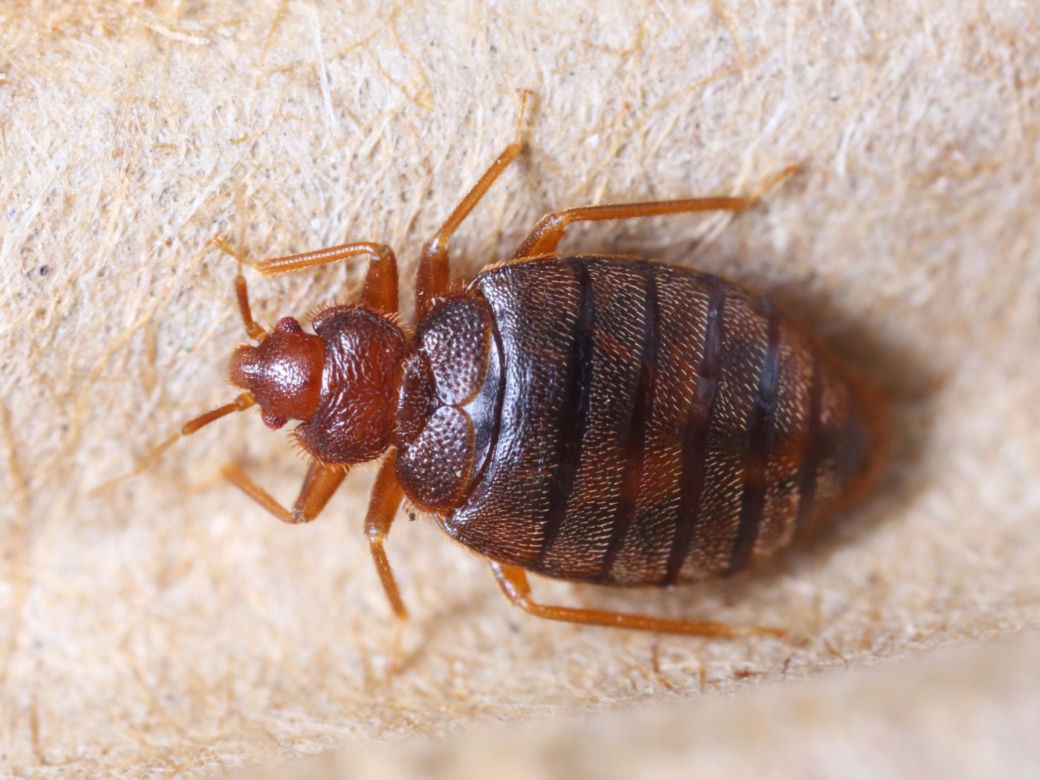 4. Pluskwa domowa – Cimex Lectularius