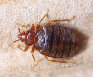 4. Pluskwa domowa – Cimex Lectularius