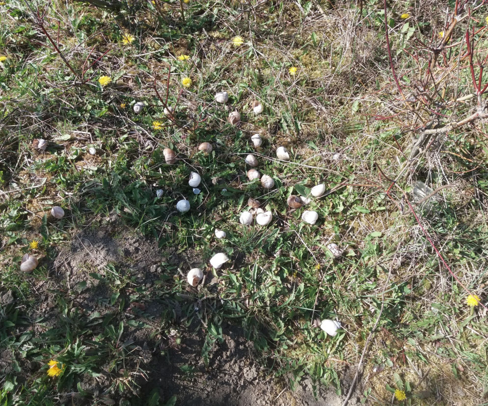 Zobaczcie jak wygląda ślimacze Eldorado pod Międzyrzeczem. 