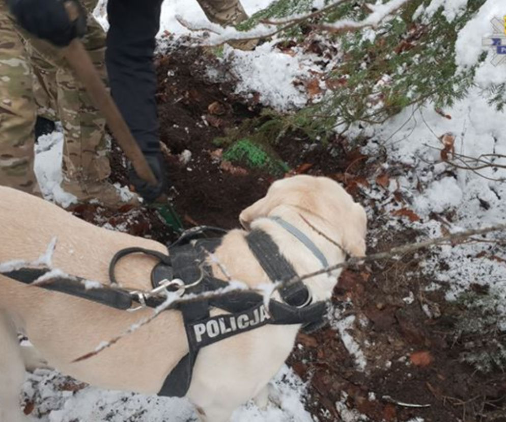 Policja szuka Iwony Wieczorek