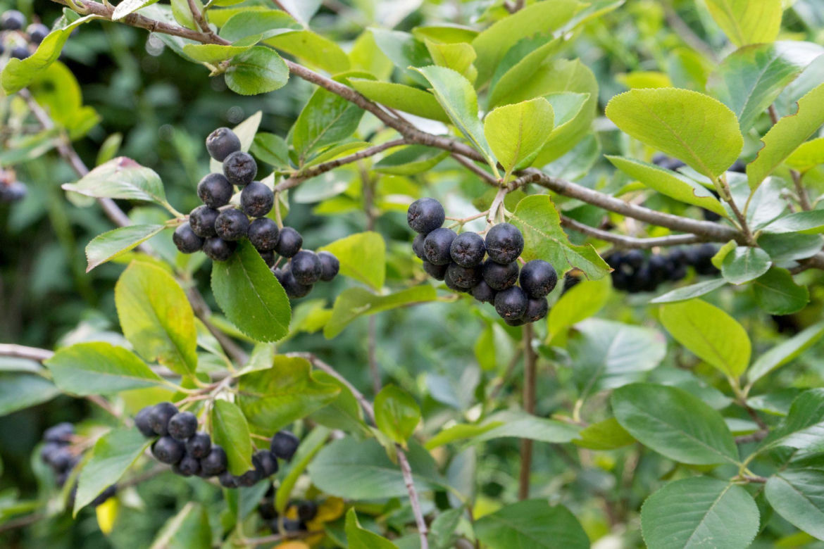 Aronia czarna