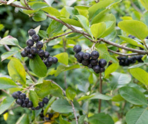 Aronia czarnoowocowa